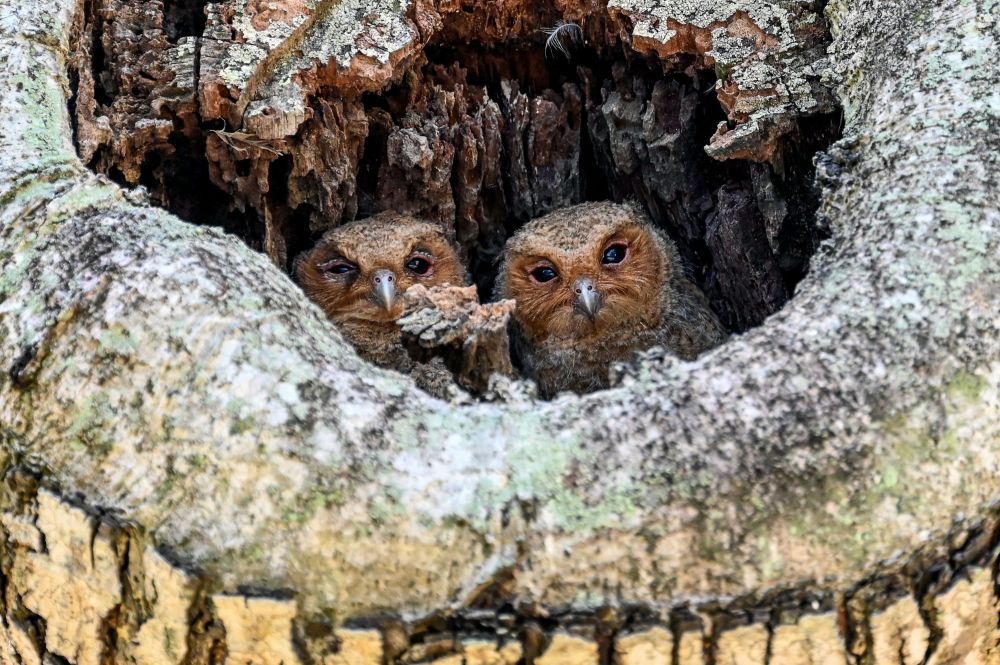 新华社/法新5月9日,猫头鹰雏鸟从新加坡的一处树洞中向外张望