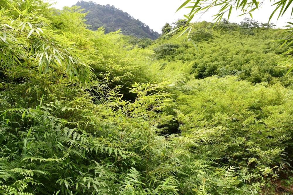 我和我的村庄 | 董文渊:"竹"梦三十载,圆梦筇竹海_腾讯新闻