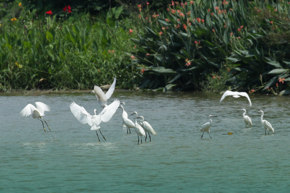 探秘南庄!15组亲子家庭走进"鹭鸟天堂"