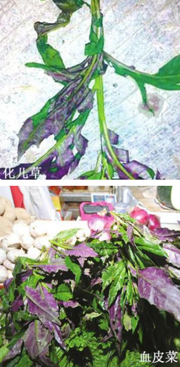 四川一家6口扫墓误认"化儿草"为"血皮菜"食用,集体头晕呕吐_腾讯新闻