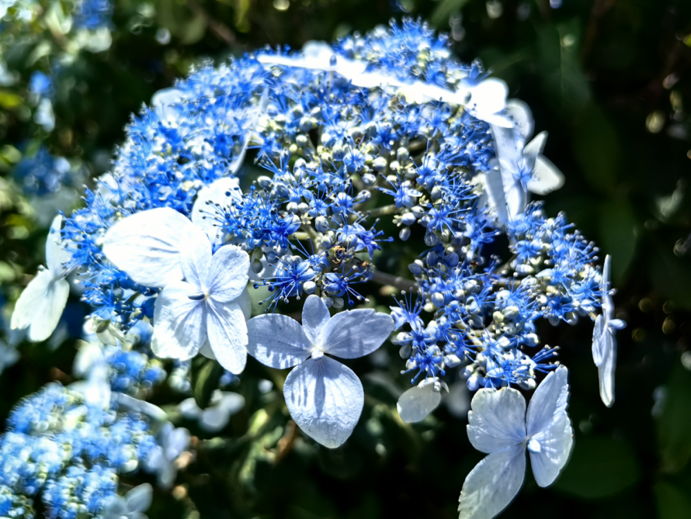 真正的琼花图图片