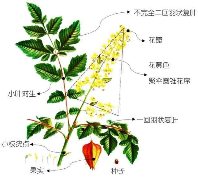史铁生笔下的栾树 你在成都看见了吗？_腾讯新闻