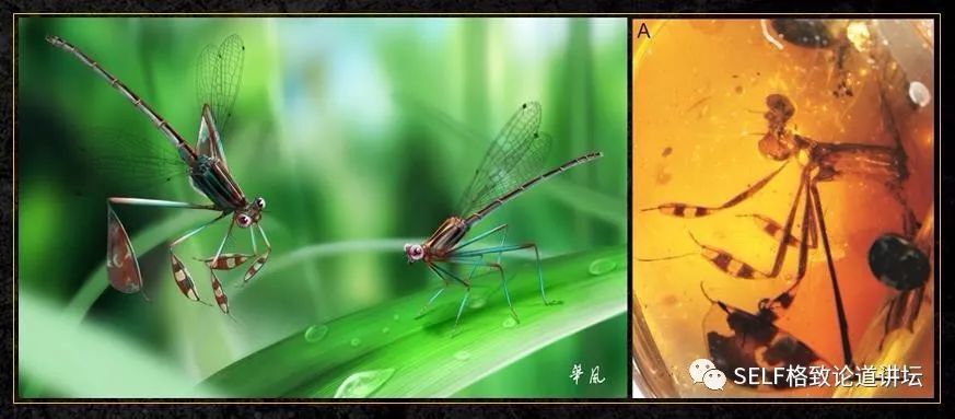 蜻蜓的祖先图片