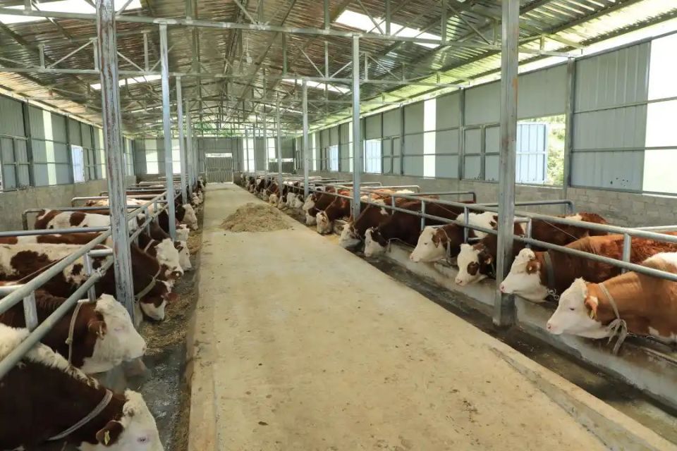 看着牛栏里一排排吃得正香,长势良好的牛群,周海春脸上洋溢着喜悦之情