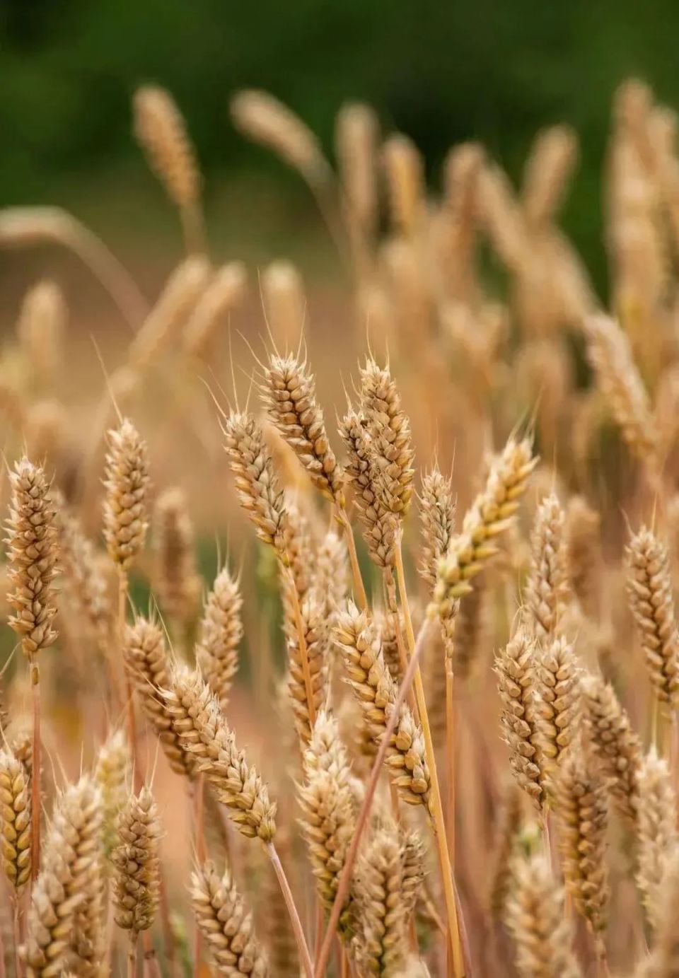 田间流淌成熟的麦穗颗粒饱满吹熟了临洮南乡的麦子温热的南风一场一场