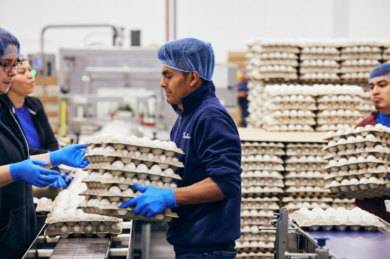 富硒鸽肉营养评价标准发布.美国千万羽蛋鸡生产商大规模裁员