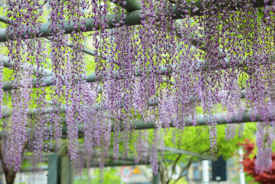 4月16日,记者在紫云廊看到,盛开的紫藤花如瀑布般倾泻而下,缠绕着廊道