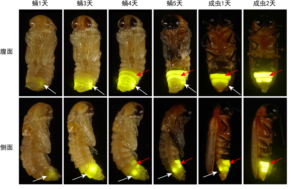 萤火虫为何能发光如何控制发光未解之谜揭开