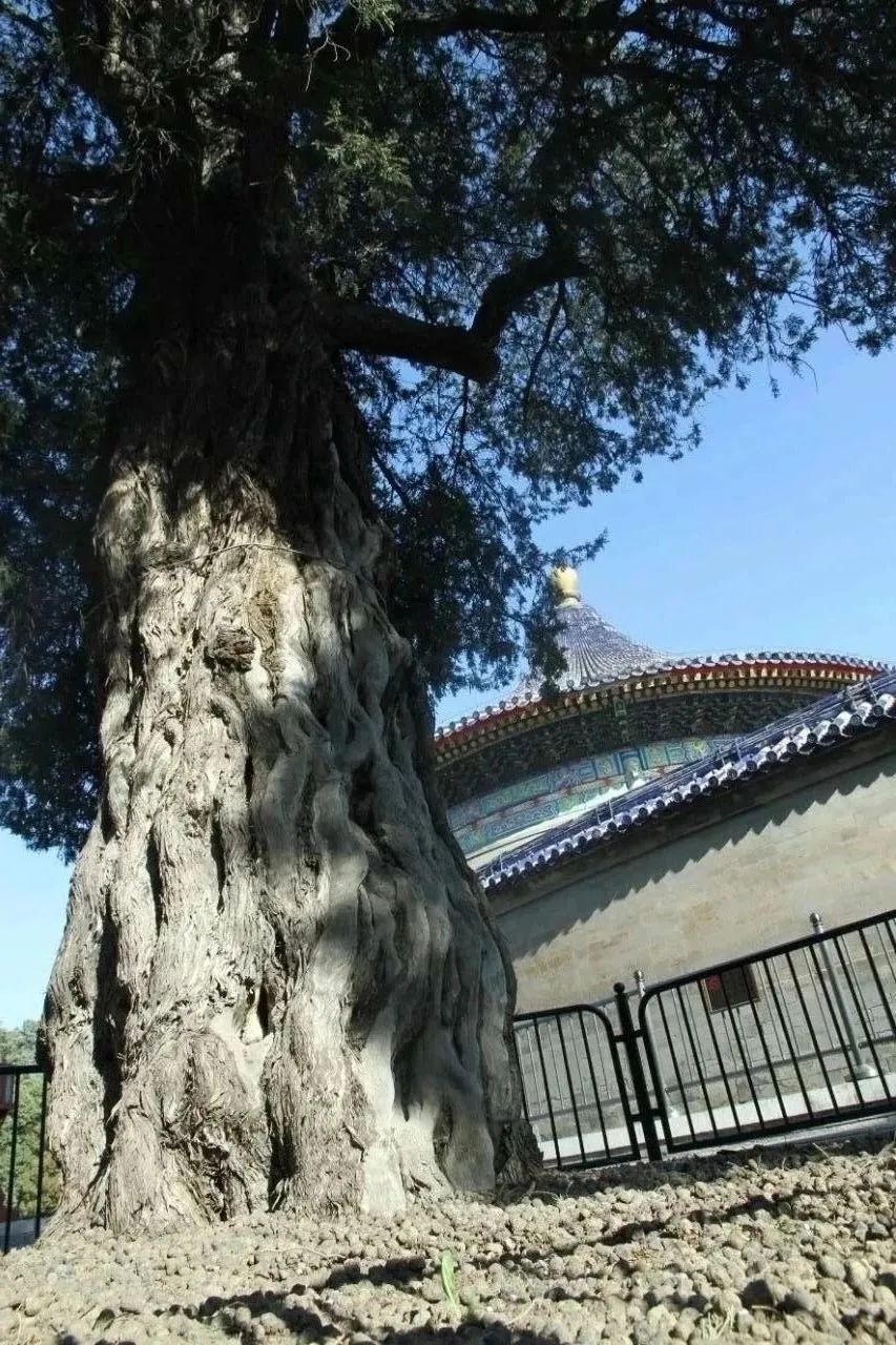 北京天坛公园柏树图片