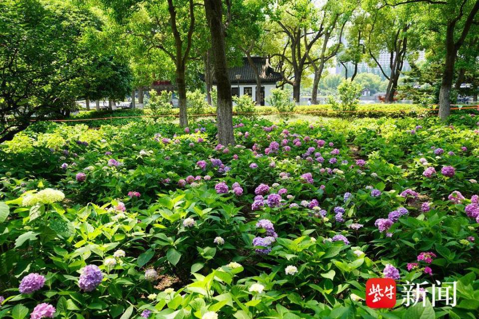 【视频】南京绣球公园里,绣球花绽放芳香满园