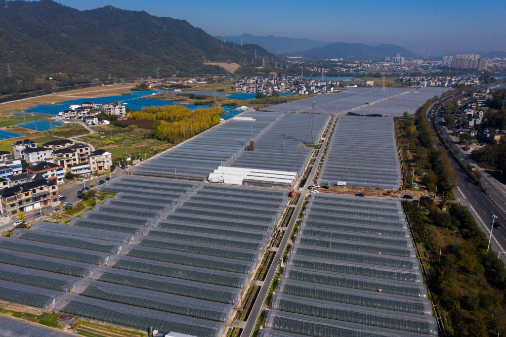 浙江建德草莓抢鲜上市