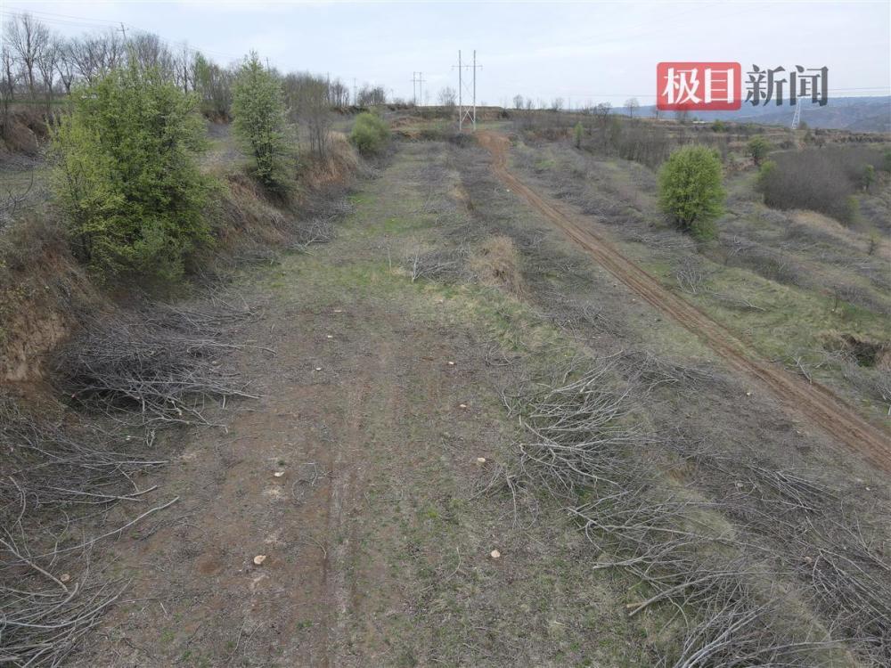 承包户百亩核桃树被砍：镇政府称其与村委会合同存疑，专家建议彼此申述