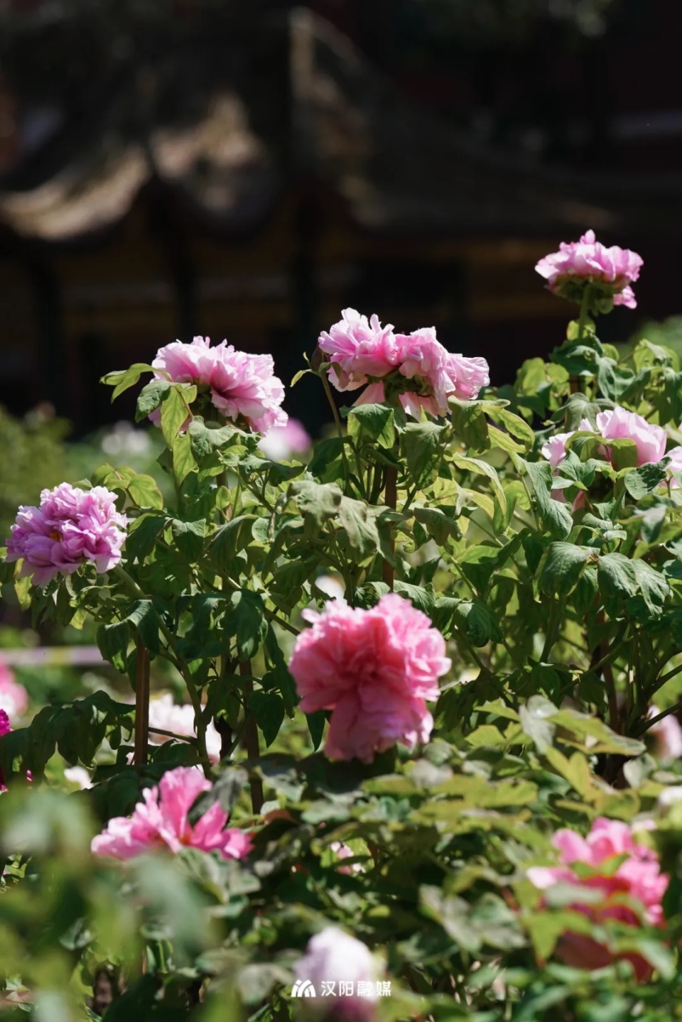 罕见爱心牡丹首次亮相就在汉阳