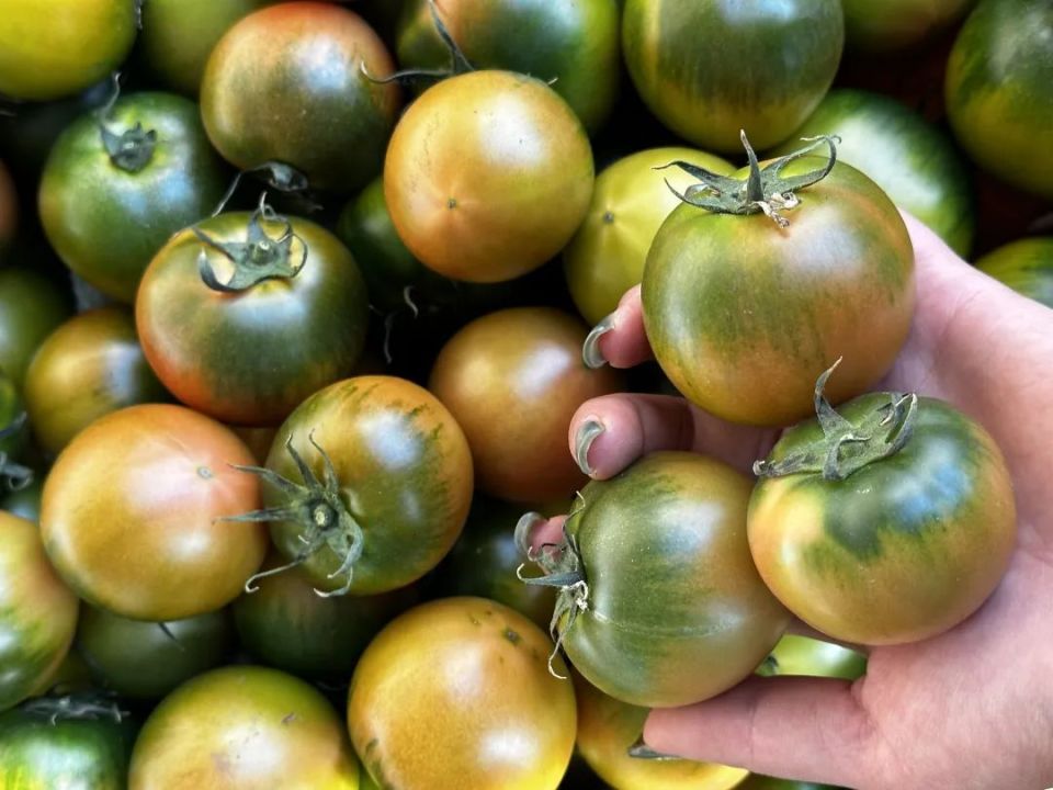 撅着绿腚的铁皮柿子,一口回到小时候,果园直发