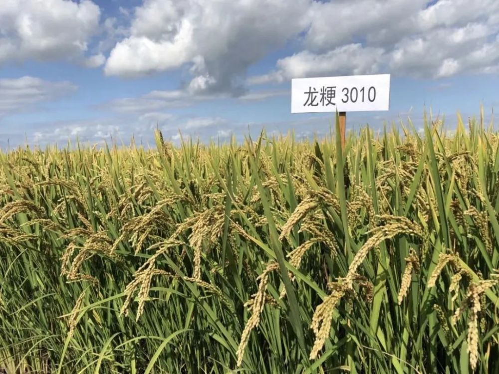 富尔东富135水稻种子图片