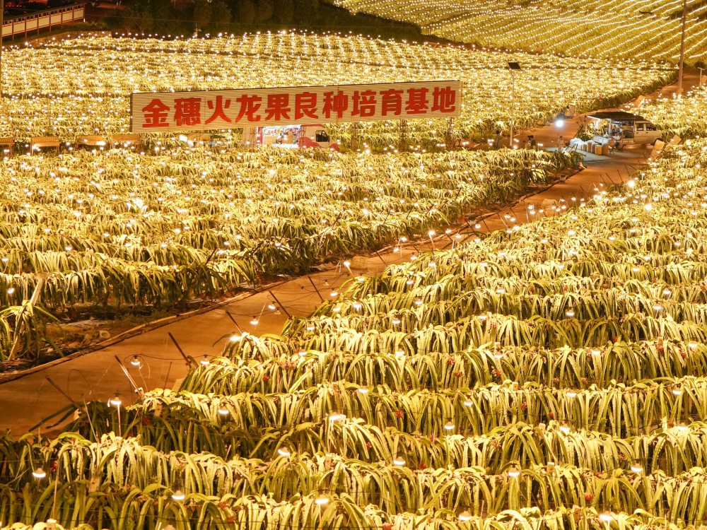 广西隆安:火龙果成"致富果"