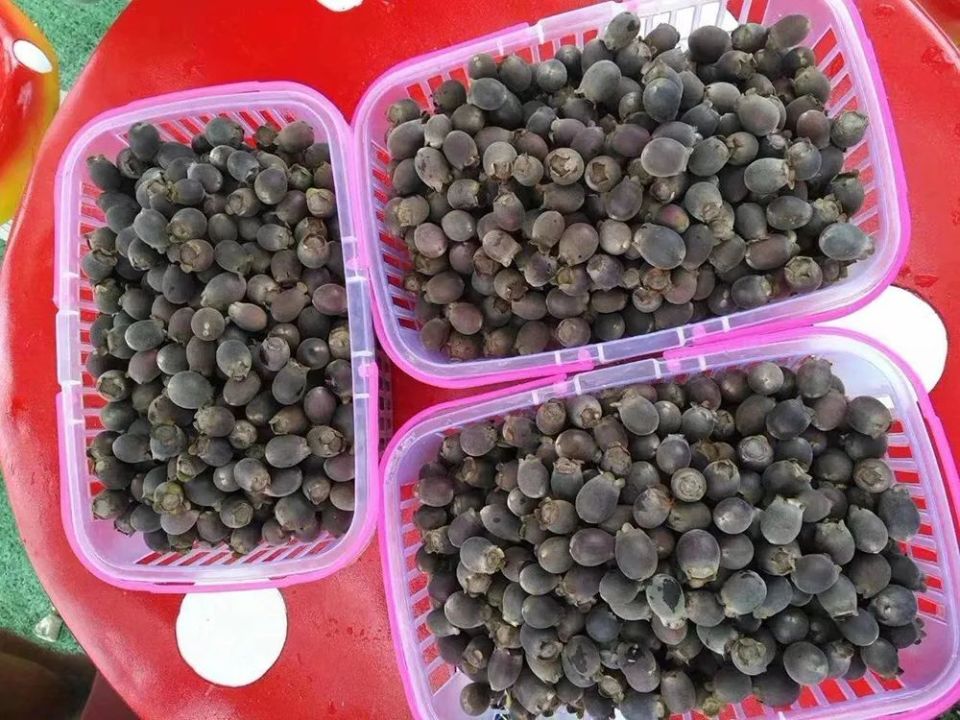 今年野果中又杀出一匹黑马,目前30元/斤,用来酿酒是一绝,别忘去山里