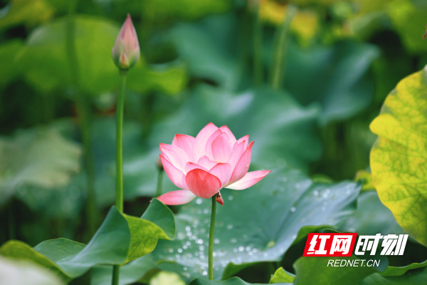 双清区云水村:荷花初绽 美景如画