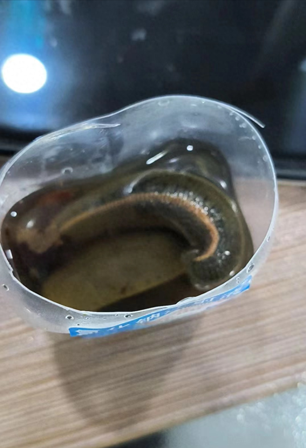 女子称接受水蛭吸血疗法后休克:医生说水蛭饿了半年杀过菌