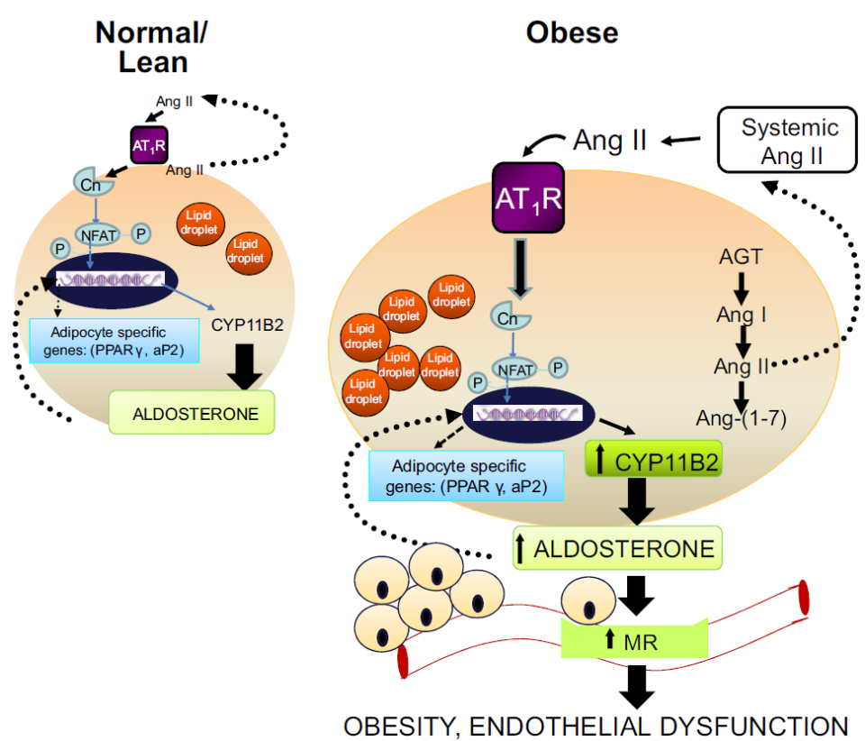 abpm血压怎么看全球高血压用药史转折点：40年首个新靶点药物III期成功_https://www.jmylbn.com_新闻资讯_第20张