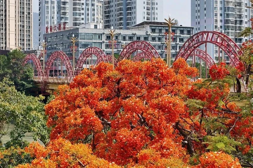 逐日新,红芳簇簇蝶飞频一朵朵红色的"火凤凰"无论是与晨曦的阳光同行