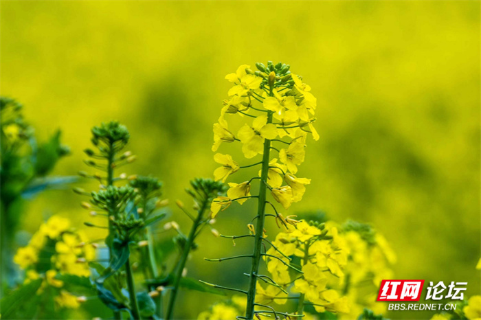每日一图湖南春天你好湘阴这里的油菜花海金艳上线