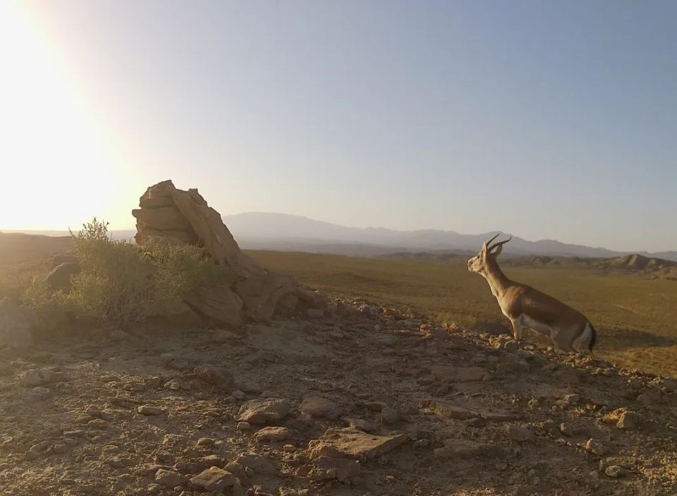 在荒漠建设新能源基地,也要保护好它们_腾讯新闻