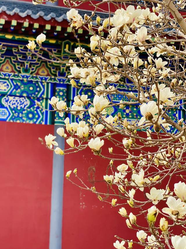 2024爱沈阳春天花正开东塔白玉兰火了42年前首批玉兰来沈如今更多打卡