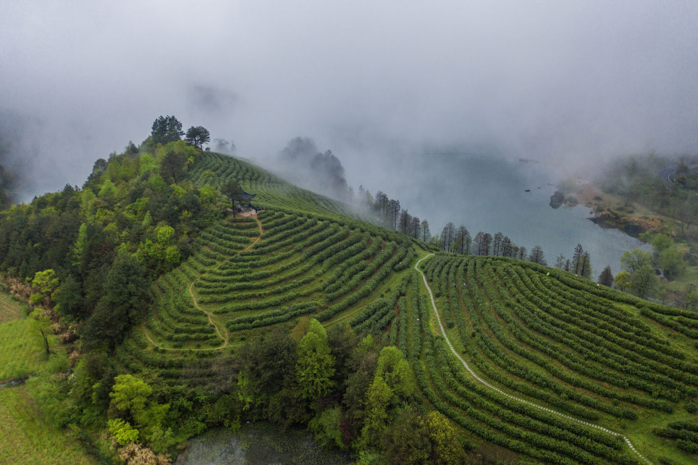 云雾缭绕的金华山鹿田村的婺州举岩茶基地(无人机照片,4月7日摄).
