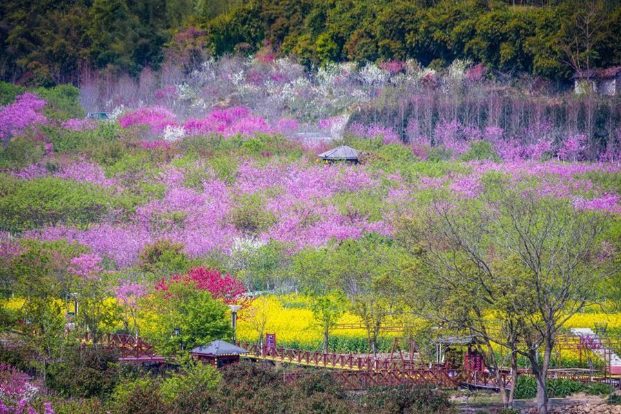 蔡家岗镇樱花园图片