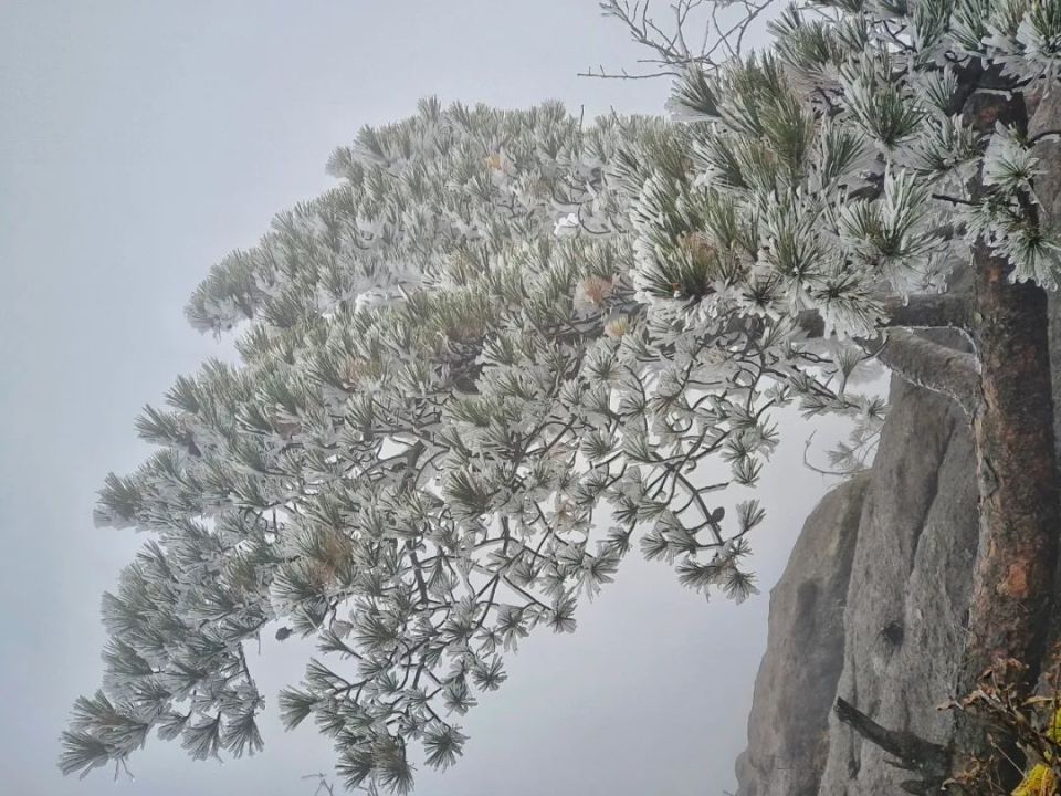 雾凇是黄山冬季的天然奇景,高海拔景区平均每年出现雾凇60余天,一般