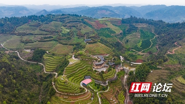当桃花盛开满山坡麻阳霞飞云果园内好有味