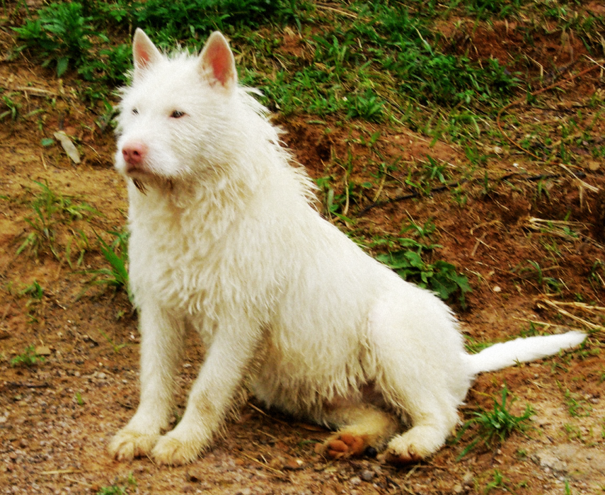 收获美景美食的同时还有机会遇到这代表荣誉和实力的下司犬(部分来源