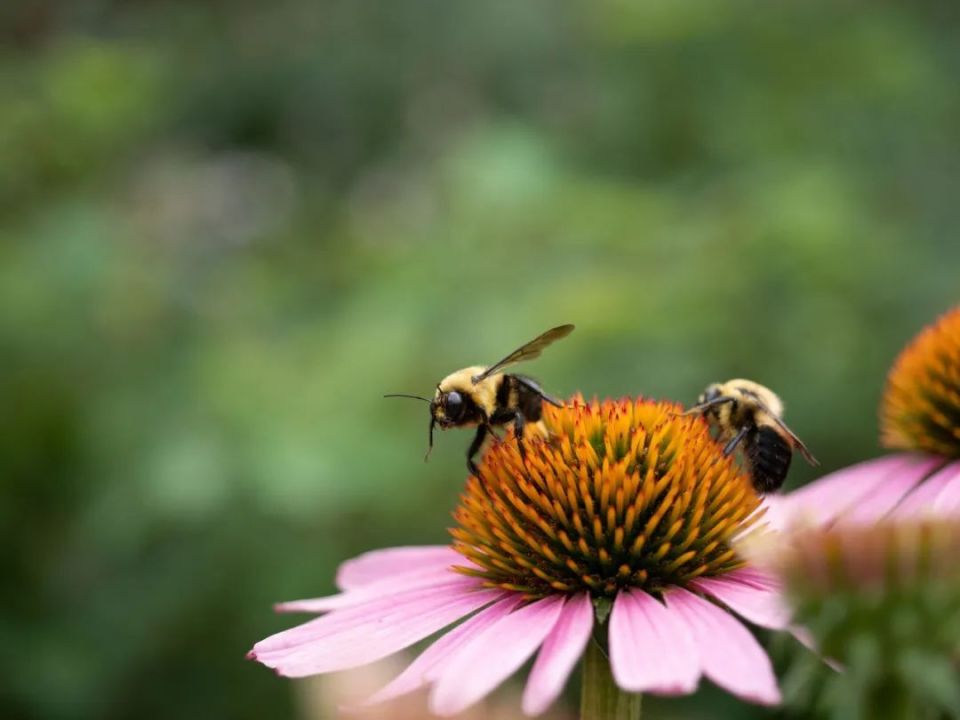 自然界动植物究竟如何影响我们的生活