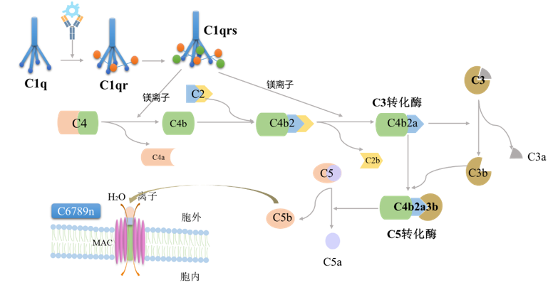 抗体Fc端ADCC和CDC功能活性介绍_腾讯新闻