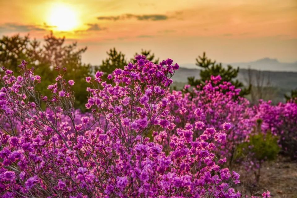 花期预告|金达莱即将盛开,延边赏花模式开启!