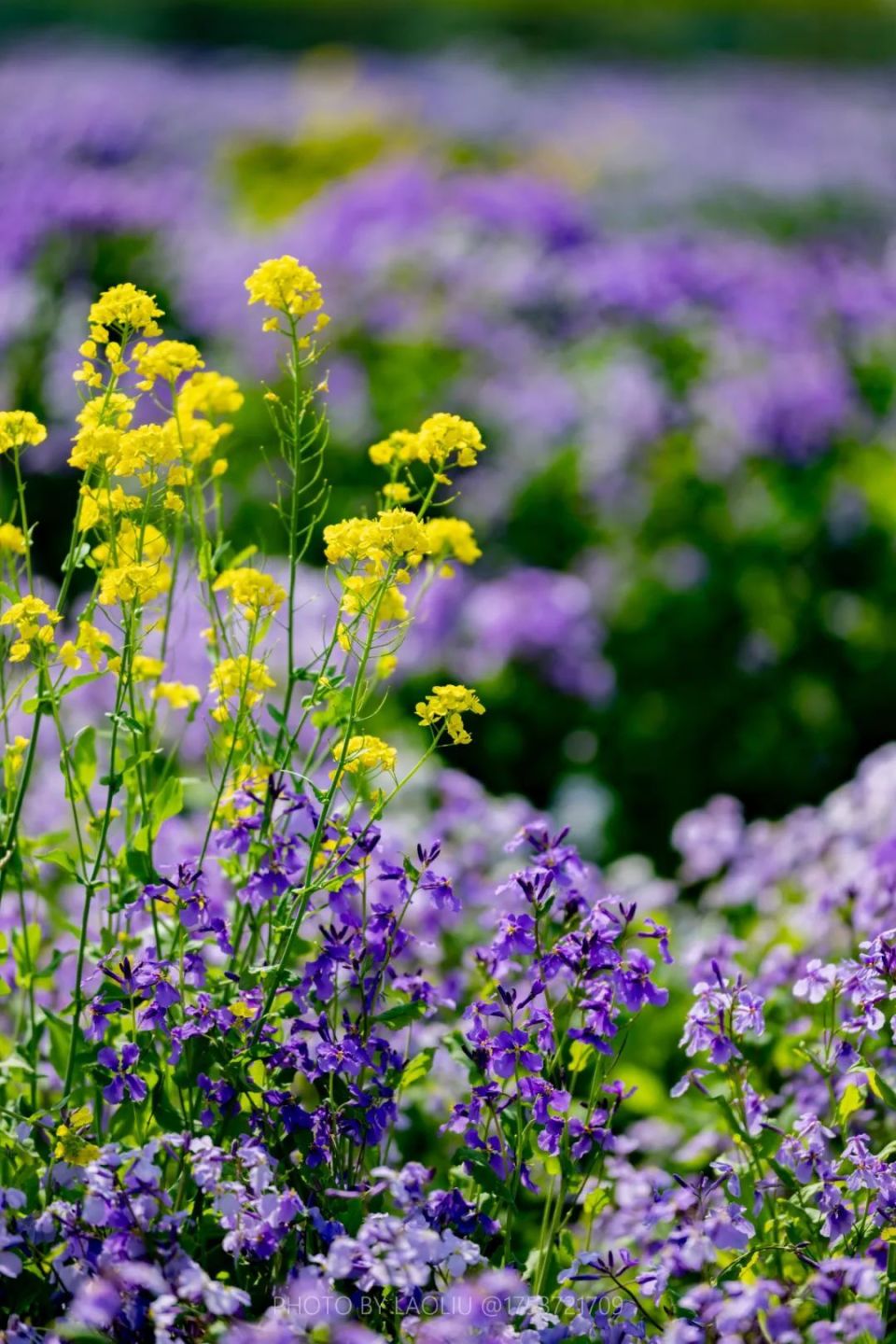 而在迎宾路和青盐高铁交会处,11万平方米的"碳汇"花海,同样吸引了大量