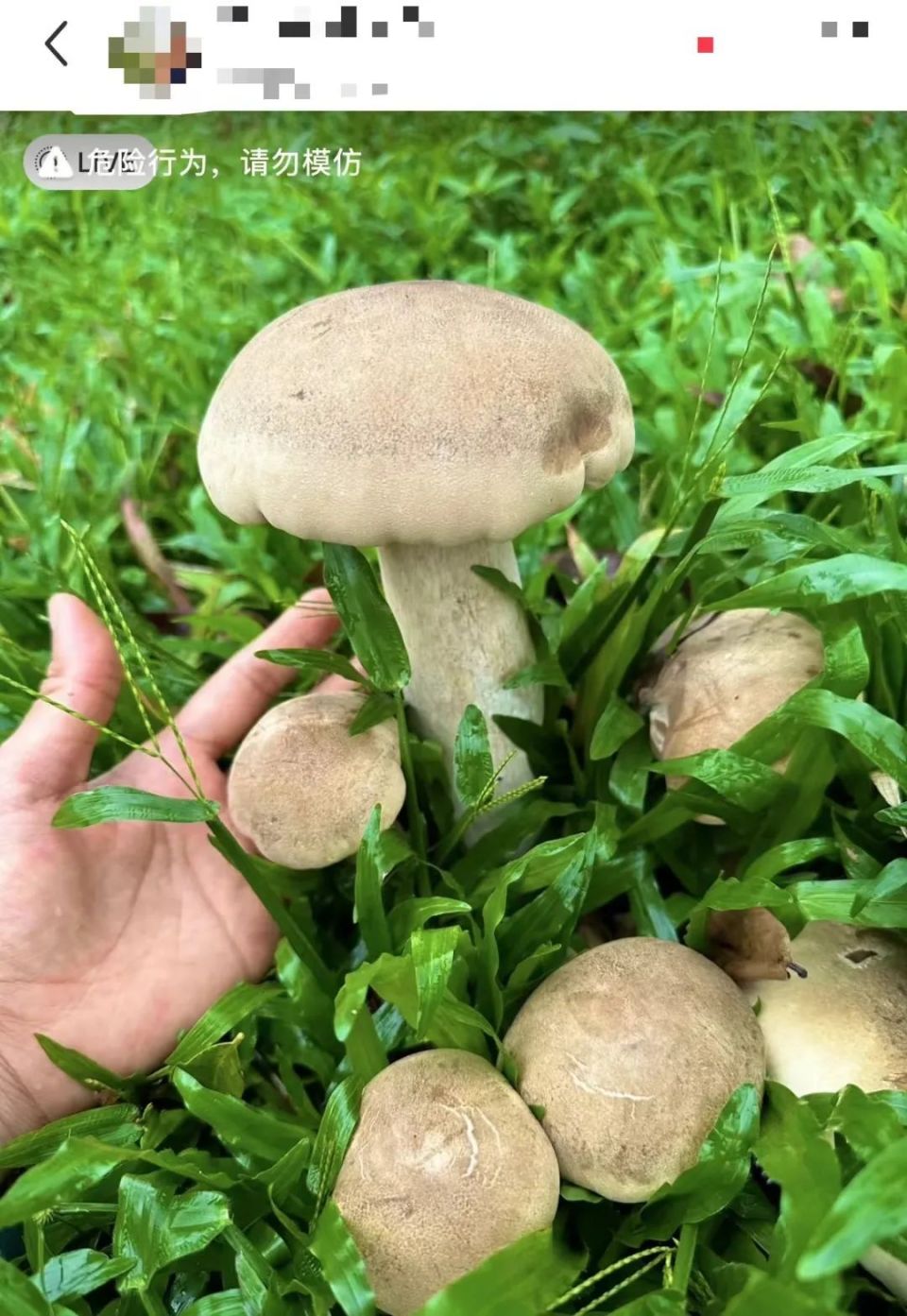 深圳公园,草坪上冒出了形状各异的野生菌,但千万别摘!别吃!