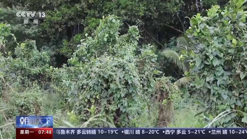 我国已记录有660多种外来入侵物种面对外来物种入侵我们该如何应对