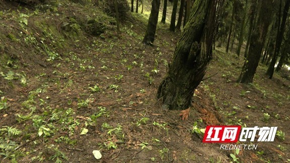 保靖：柏木林下崛起中药材产业 拓宽群众增收致富路_腾讯新闻