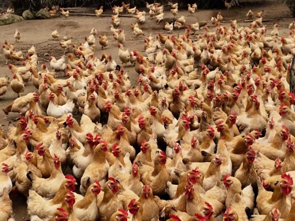 韶关乐昌:游子返乡抓住致富新"鸡"遇