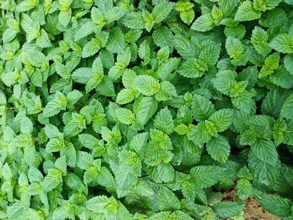 长得像薄荷,用来做凉粉是一绝,民间俗称"烧仙草",晒干15元/斤