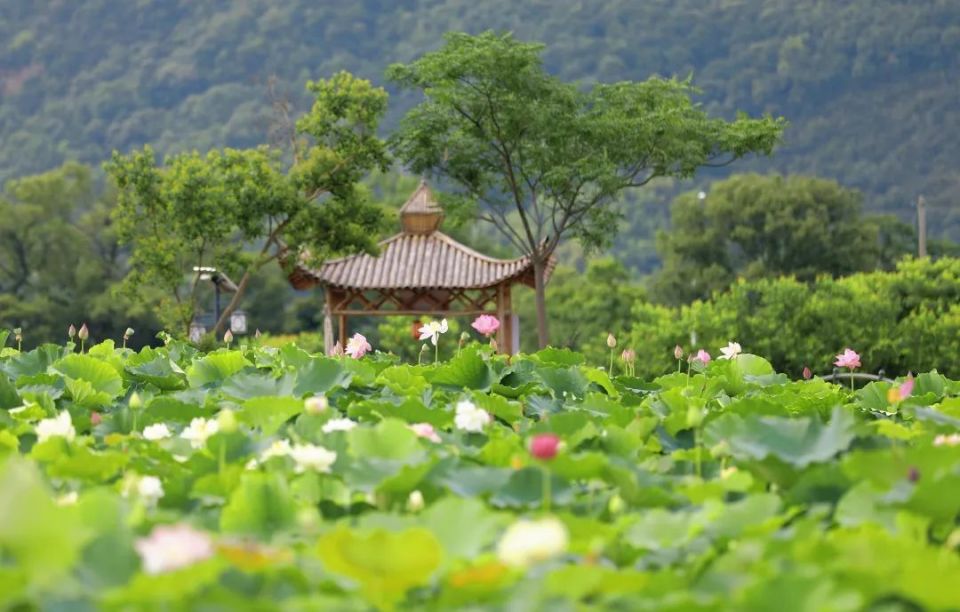 台州再添一处网红打卡地,100多亩荷花盛开