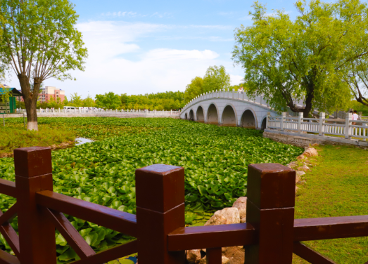 瓦房店市元台镇荷花节吸引游客打卡