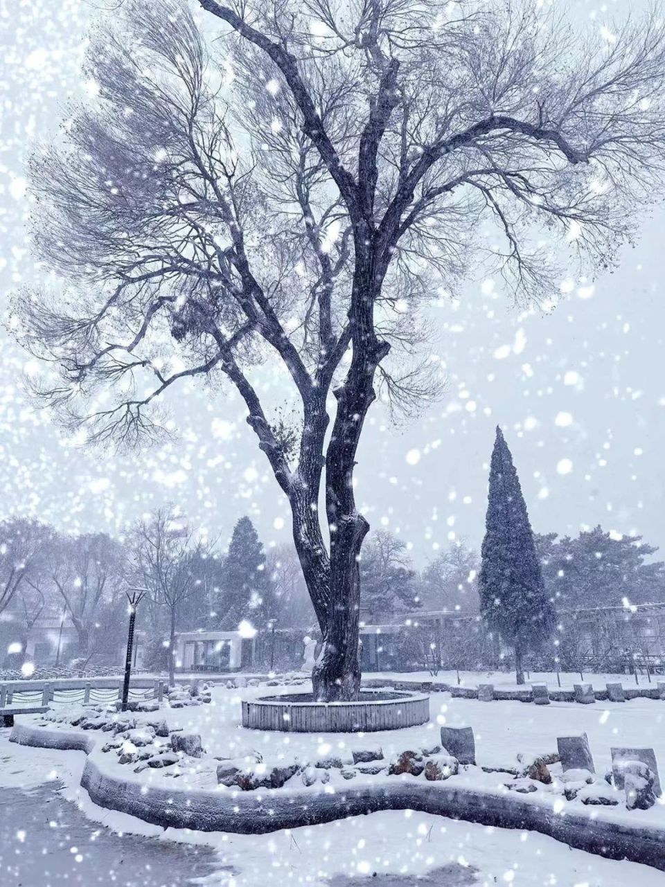 阜新雪景图片