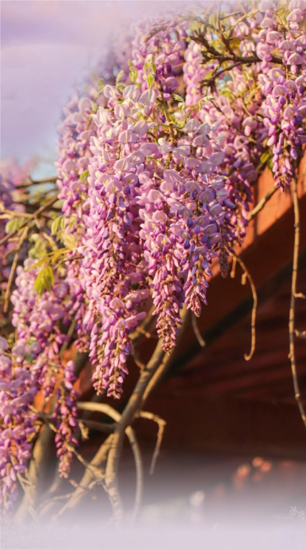 府城漫步|最美四月天!迎泽多处紫藤花"浪漫"上线