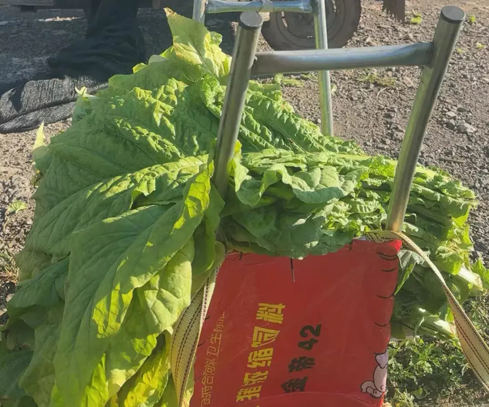 [南方生姜网-图片加载]