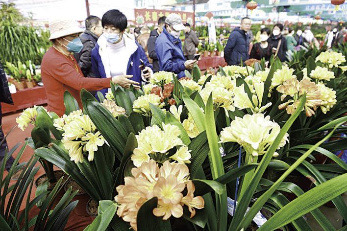 第十七届中国长春君子兰节开幕 十多场活动等你来参加_腾讯新闻