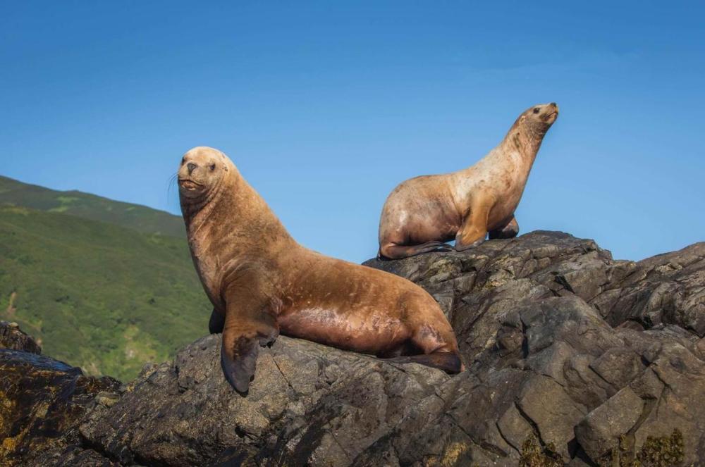 动物趣闻海狮为什么能当上侦察员