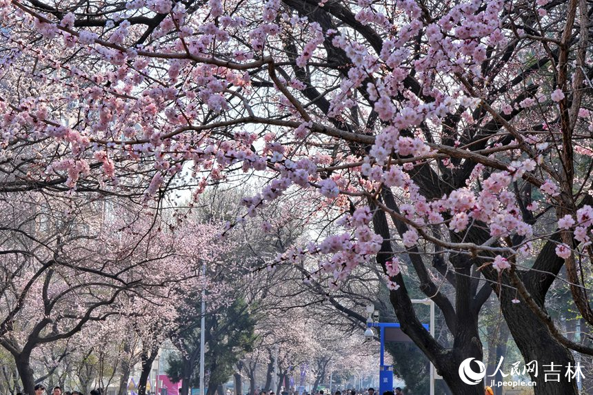 吉林长春:杏花枝头笑,春色醉游人